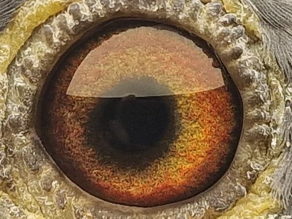 Pigeon eye
